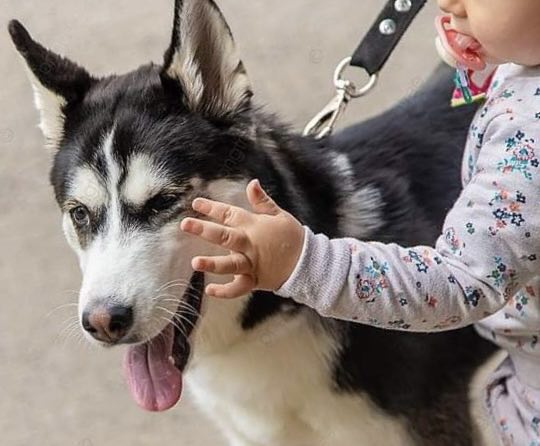 Dramë, Qeni haski mbyt një bebe Dramë, Qeni haski mbyt një bebe